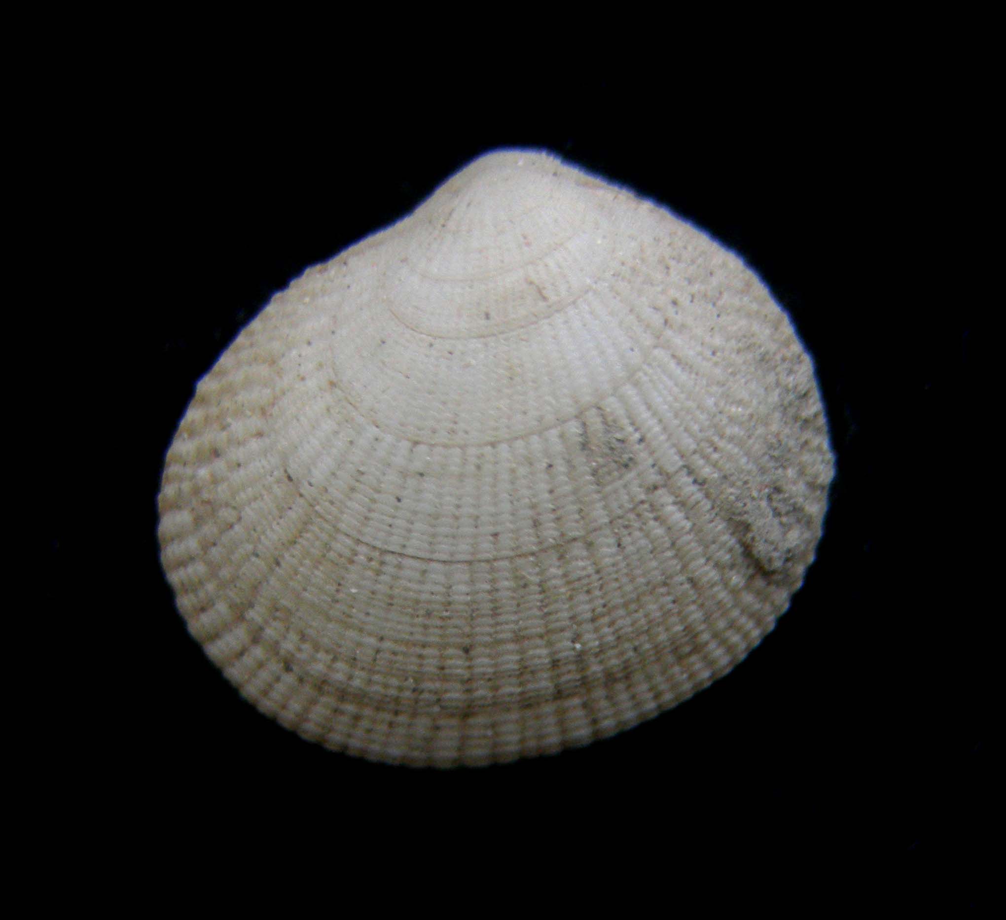 bivalve